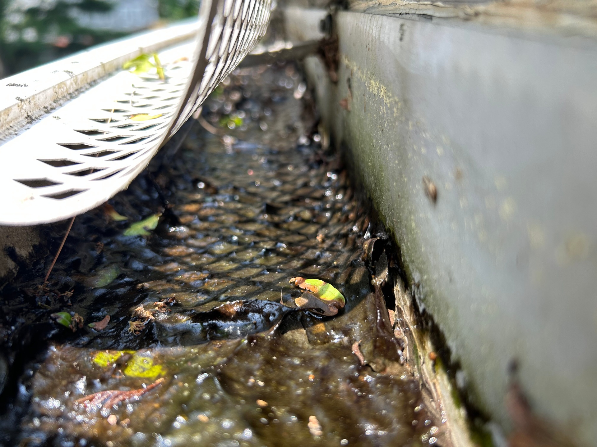 Clogged gutter with debris buildup under gutter guard