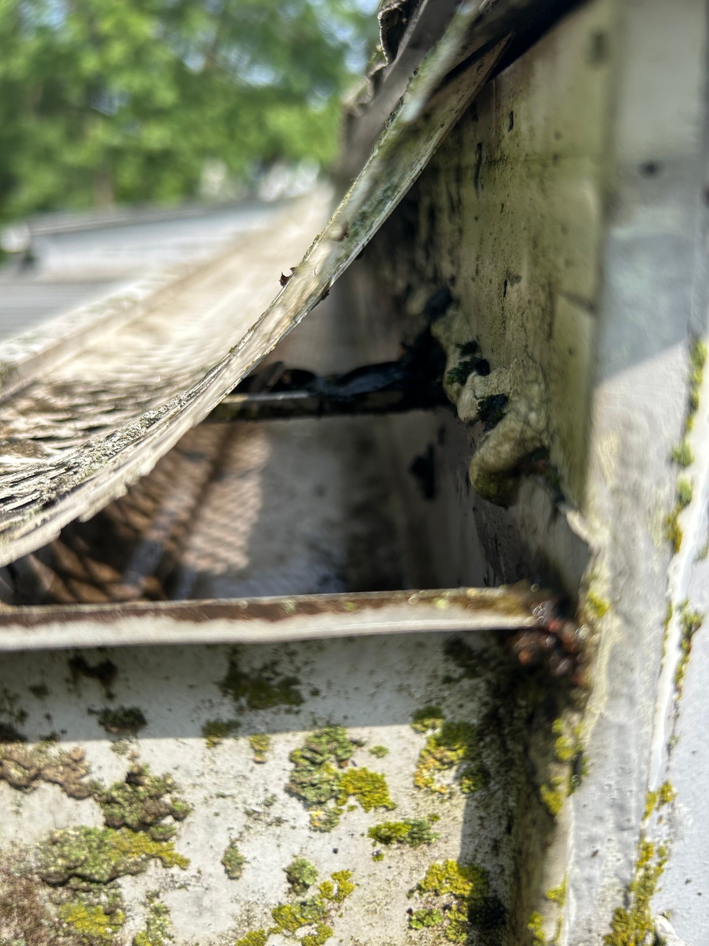 Damaged gutter with moss and corrosion beneath guard