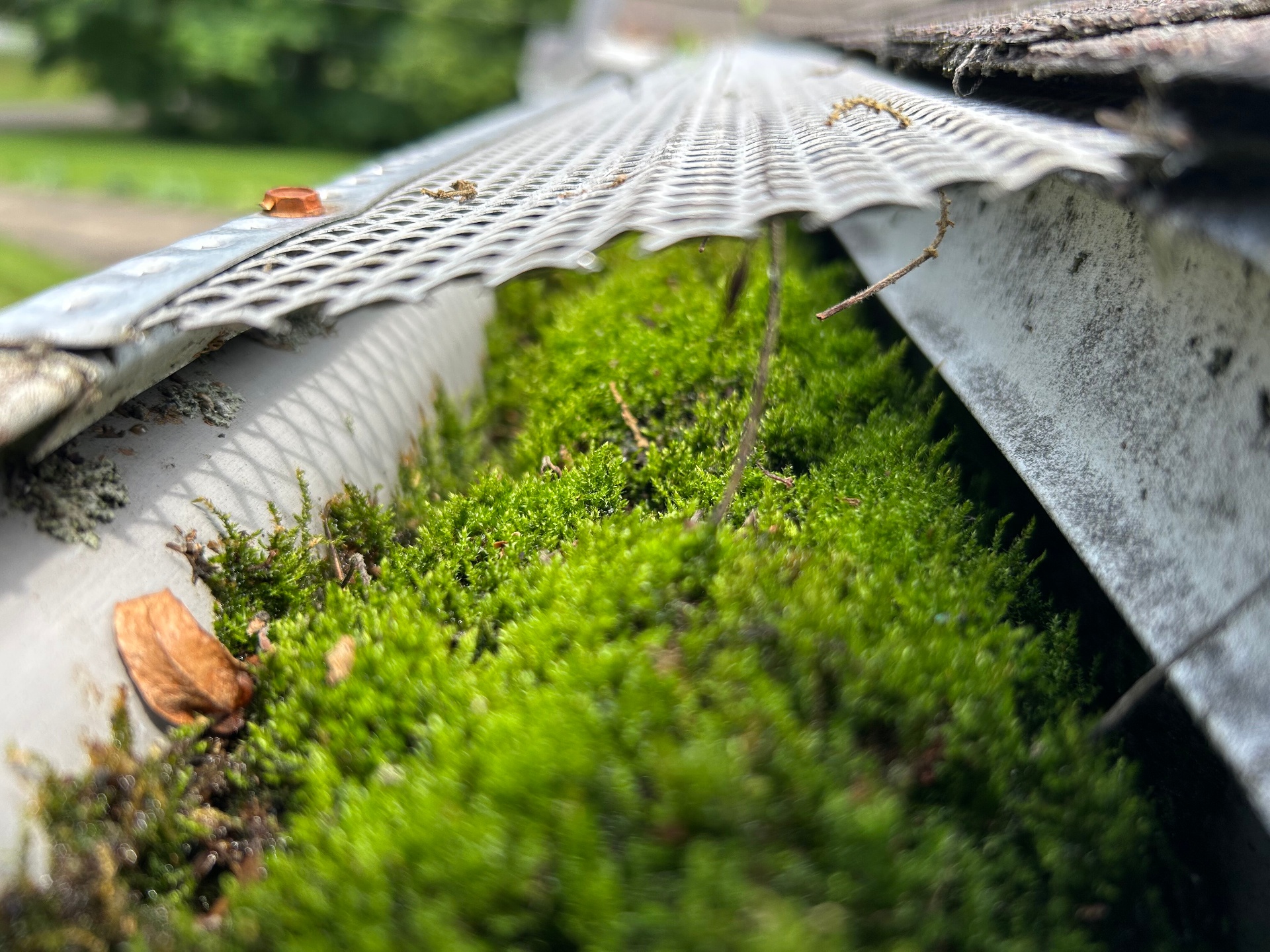 Moss growing in gutter underneath gutter guard